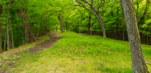 Outdoor area image for thinking of mother earth during funeral and memorial services